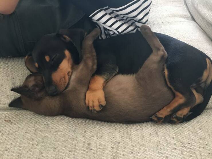 Cute Animals (27 pics)