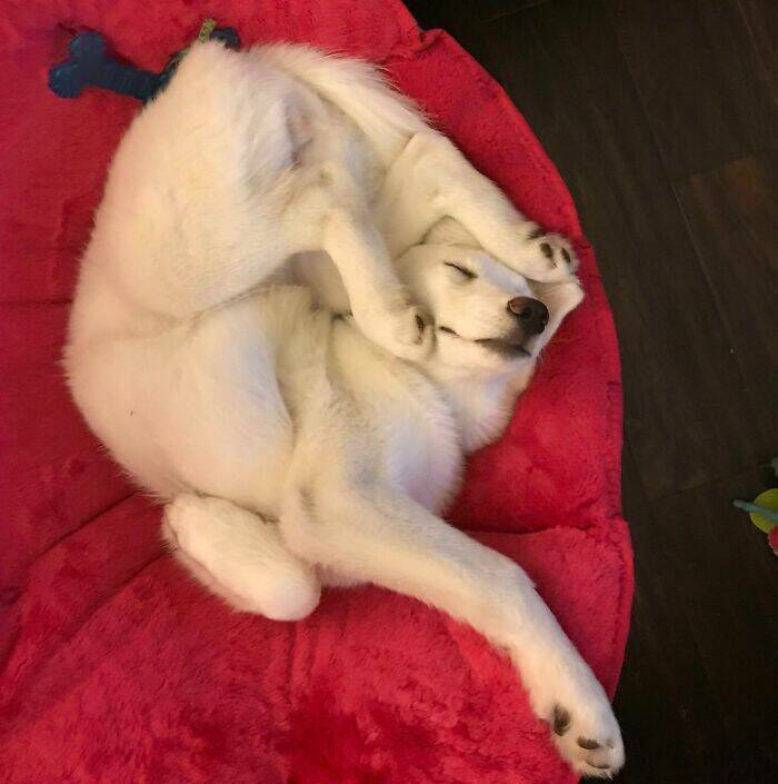 Cute Animals (27 pics)