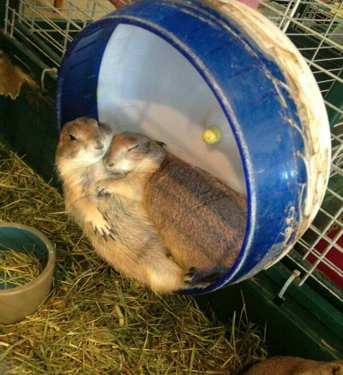 Cute Animals (27 pics)