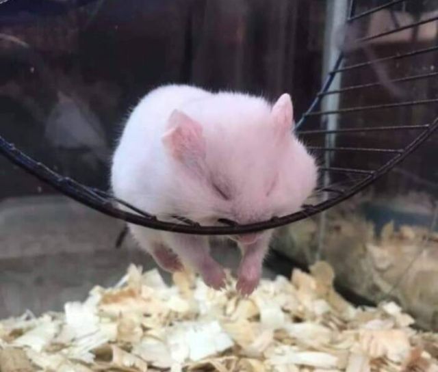Cute Animals (27 pics)