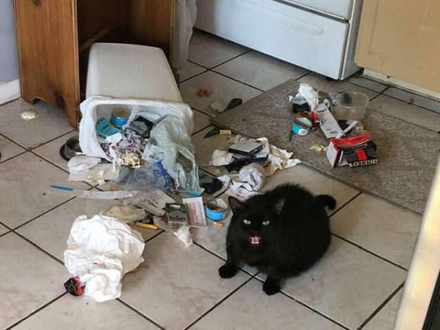 Animals That Do Whatever They Want (25 pics)