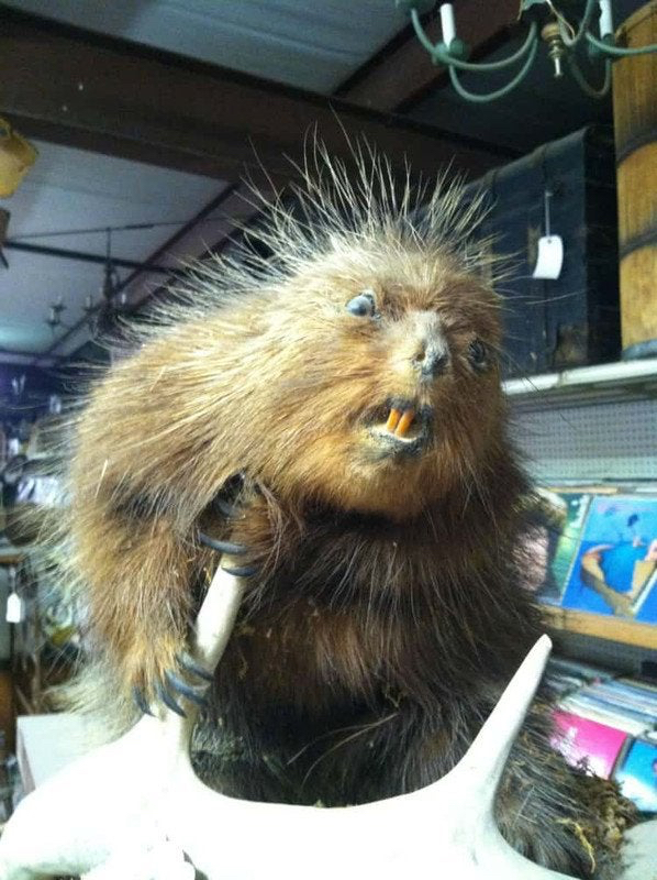 Failed Taxidermy (22 pics)