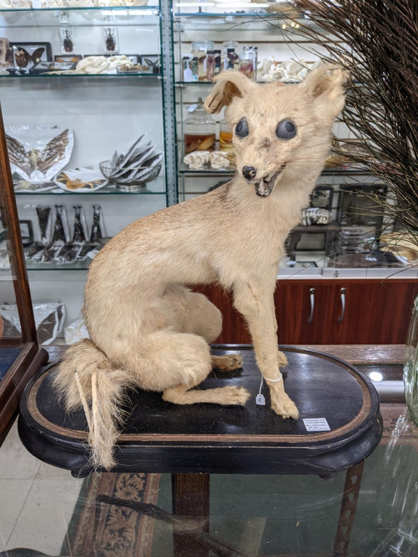 Failed Taxidermy (22 pics)