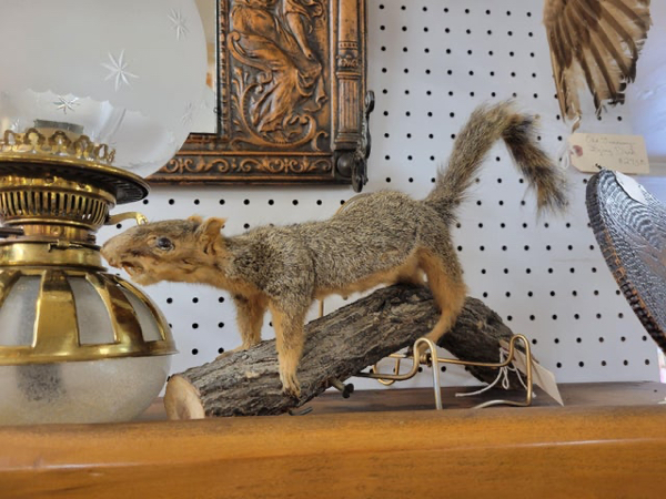 Failed Taxidermy (22 pics)