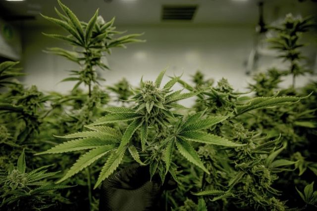 How to Pick the Right Online Weed Store in Canada for You