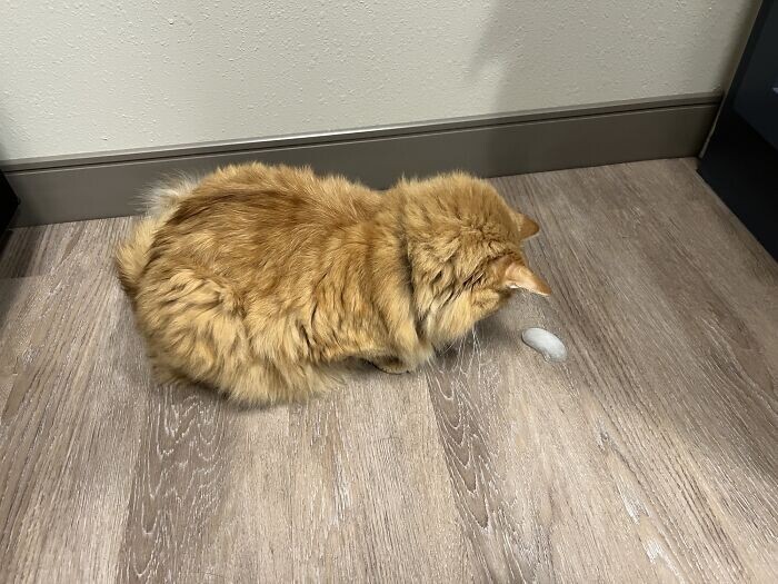 Cute Cats (27 pics)
