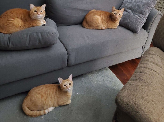 Cute Cats (27 pics)