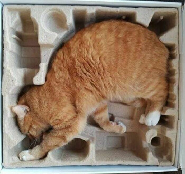 Cute Cats (27 pics)