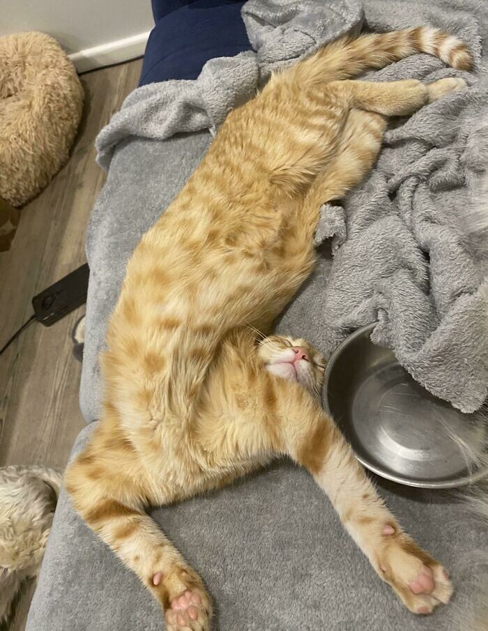 Cute Cats (27 pics)