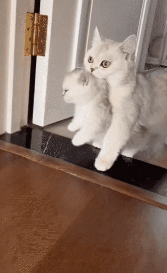 Acid GIFs, December 21 (25 gifs)