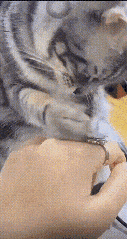 Acid GIFs, December 21 (25 gifs)