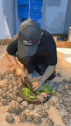 Acid GIFs, December 21 (25 gifs)