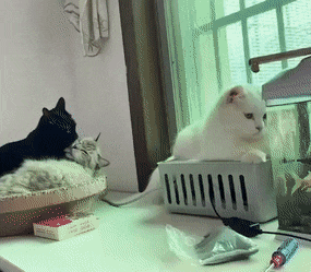 Acid GIFs, December 21 (25 gifs)