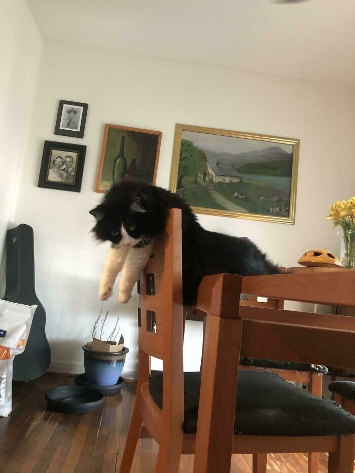 ''Broken'' Cats (27 pics)