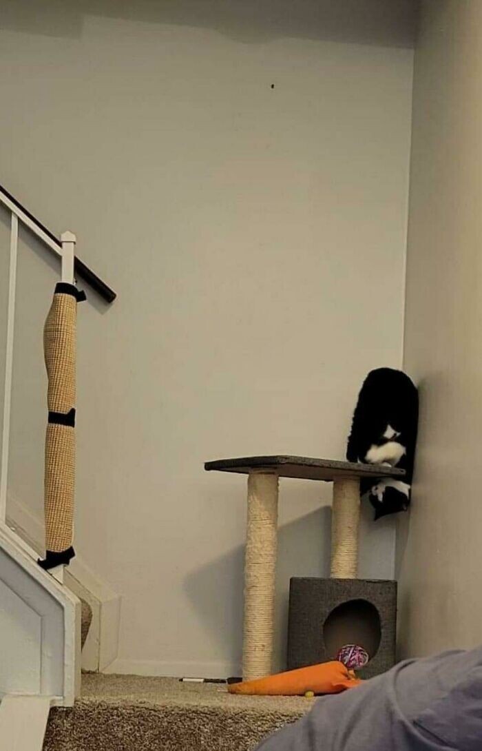 ''Broken'' Cats (27 pics)