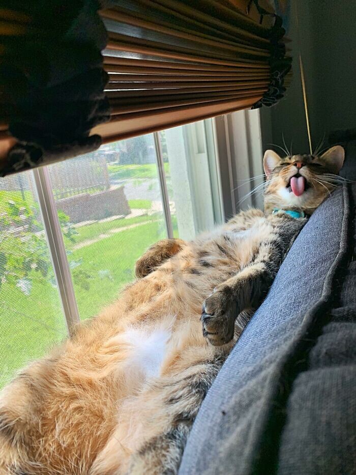 ''Broken'' Cats (27 pics)