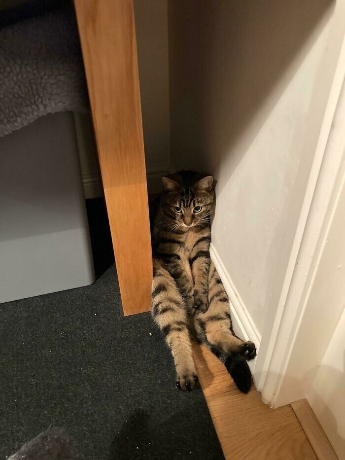 ''Broken'' Cats (27 pics)