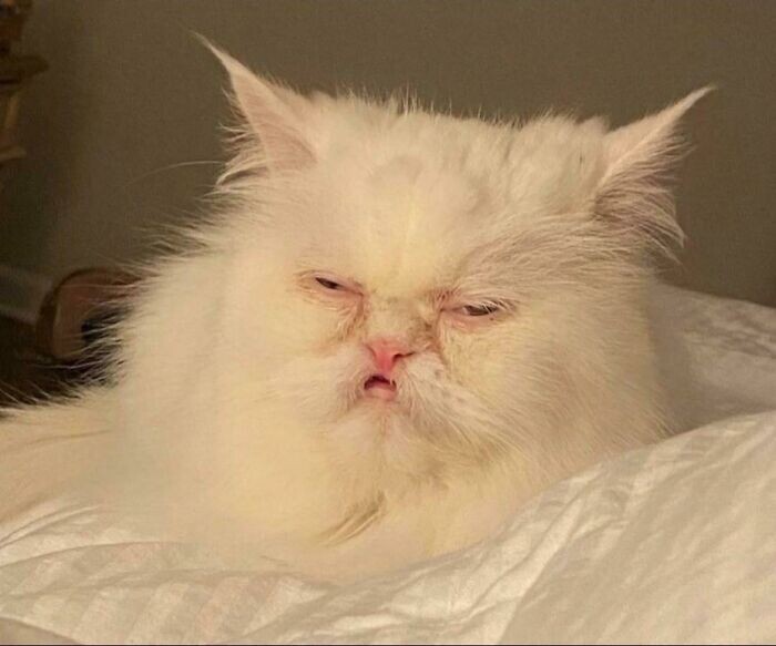 ''Broken'' Cats (27 pics)