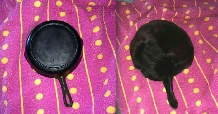 ''Broken'' Cats (27 pics)