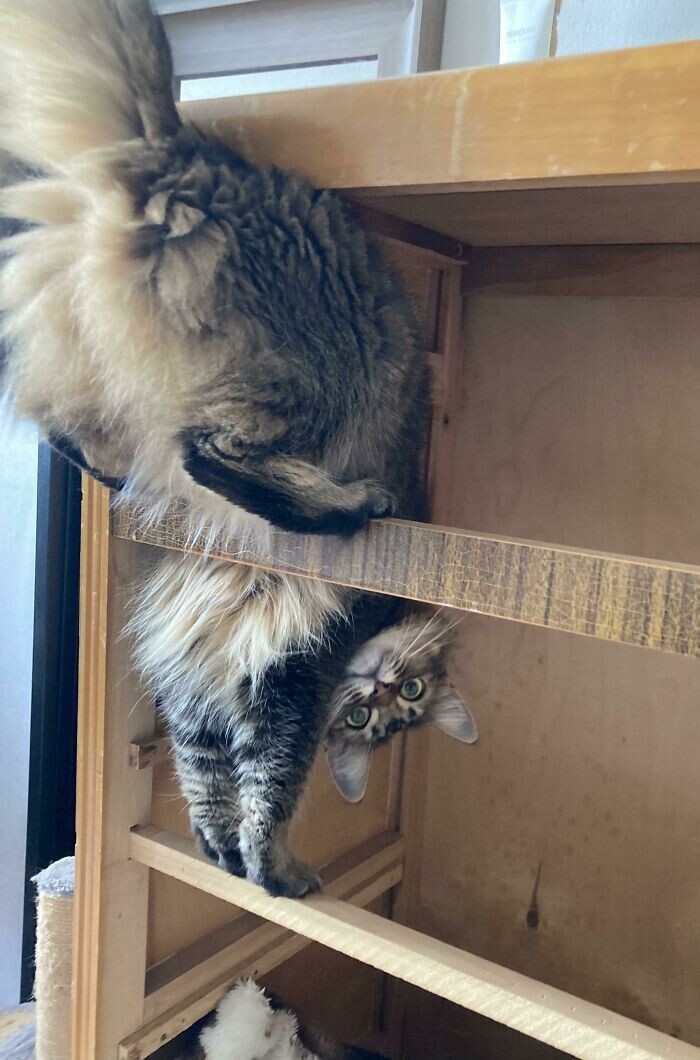 ''Broken'' Cats (27 pics)