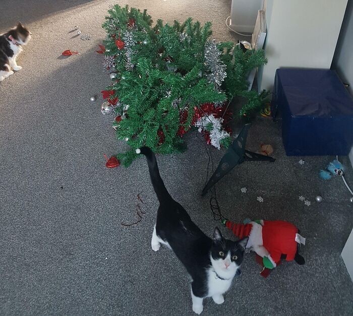 Cats And Christmas (27 pics)