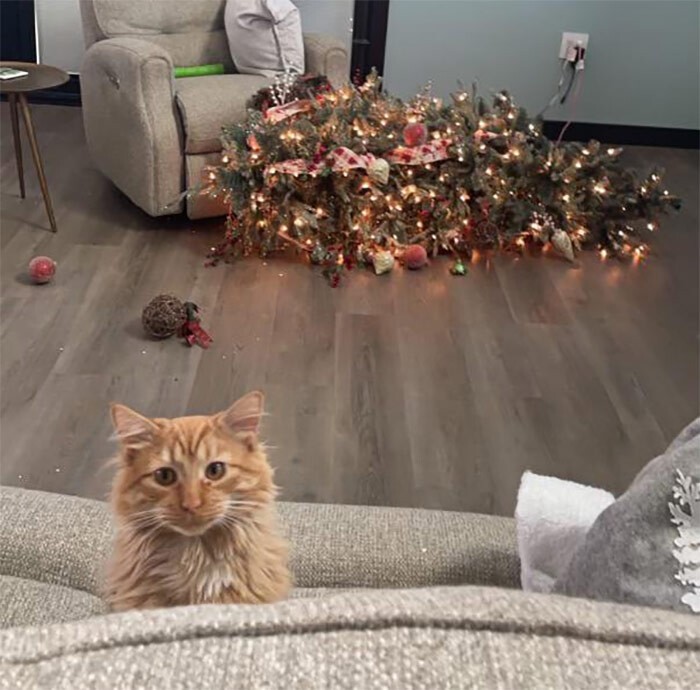 Cats And Christmas (27 pics)