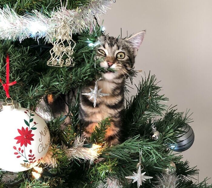 Cats And Christmas (27 pics)