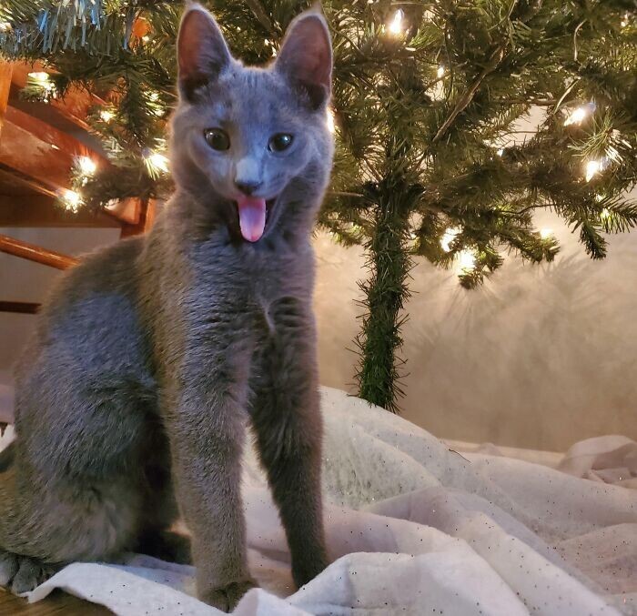 Cats And Christmas (27 pics)