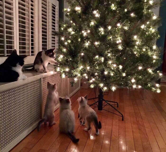 Cats And Christmas (27 pics)