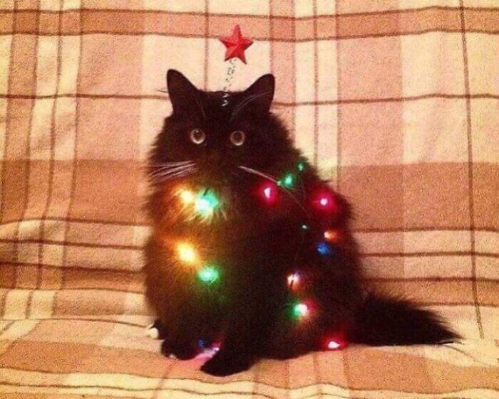 Cats And Christmas (27 pics)