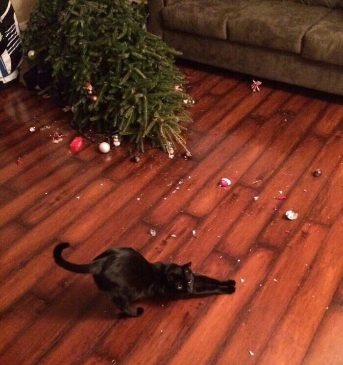 Cats And Christmas (27 pics)