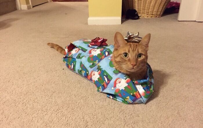 Cats And Christmas (27 pics)