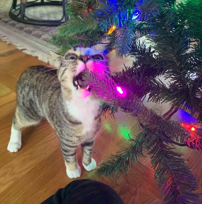 Cats And Christmas (27 pics)