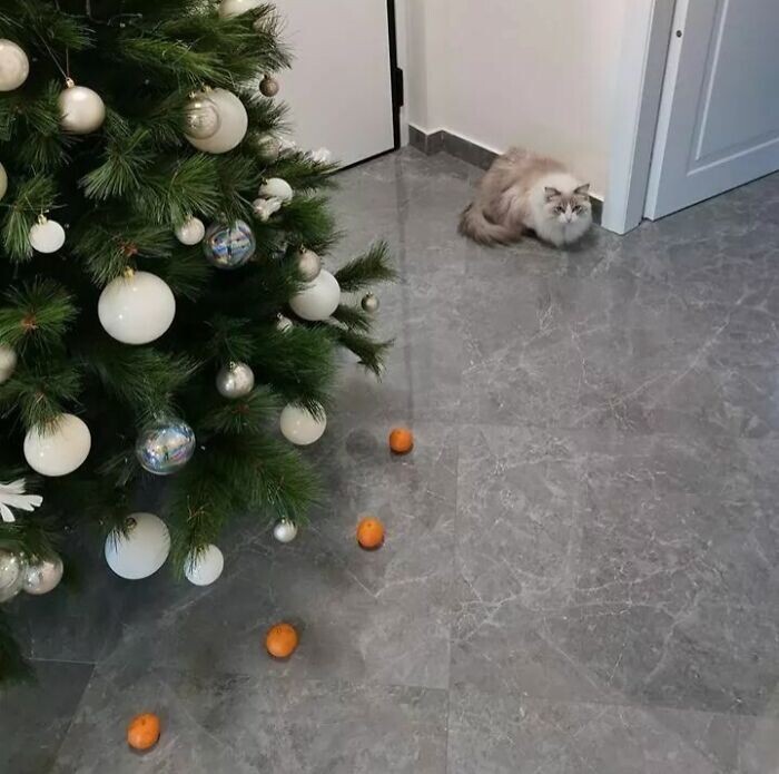 Cats And Christmas (27 pics)