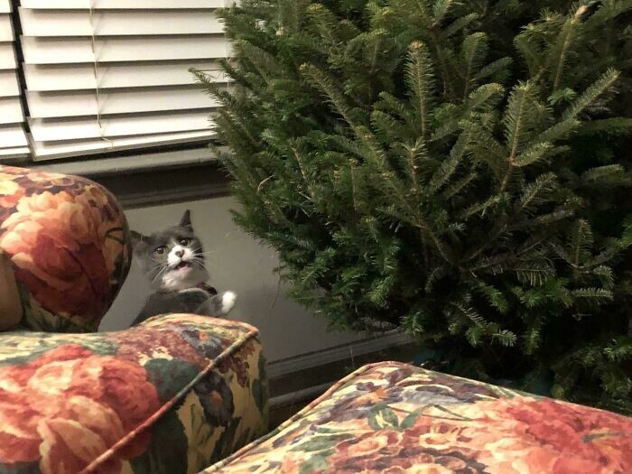 Cats And Christmas (27 pics)