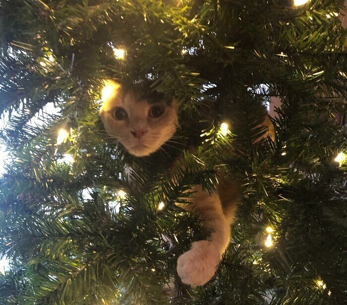 Cats And Christmas (27 pics)