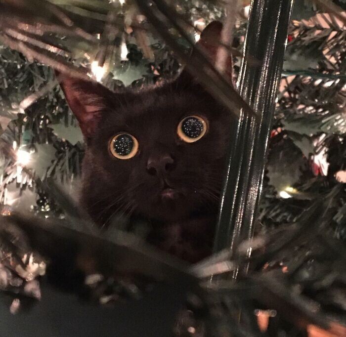 Cats And Christmas (27 pics)