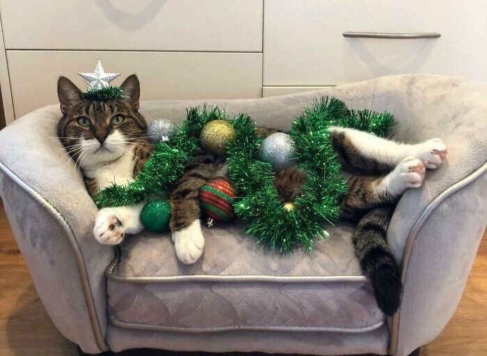 Cats And Christmas (27 pics)