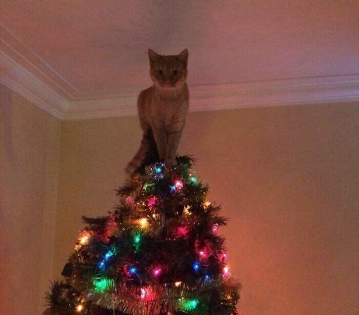 Cats And Christmas (27 pics)