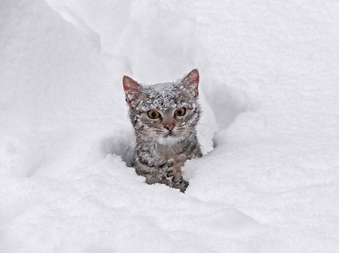 Funny Winter Photos With Animals (20 pics)