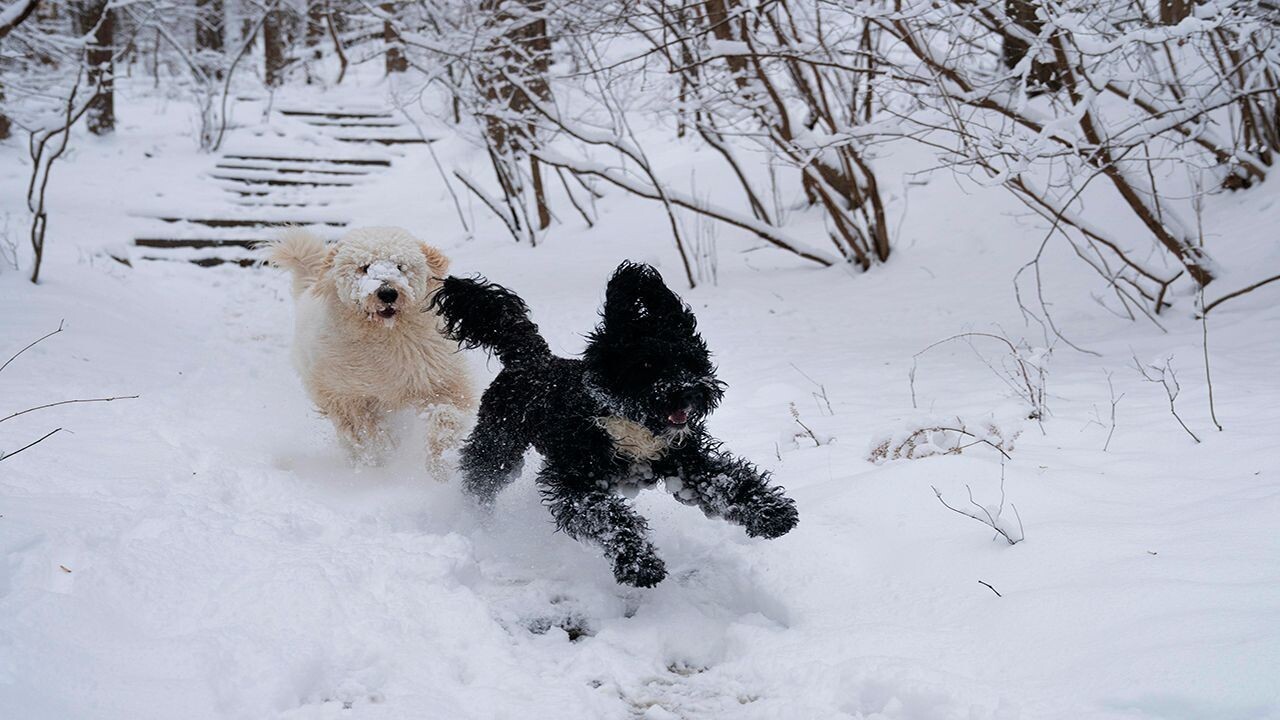 Funny Winter Photos With Animals (20 pics)