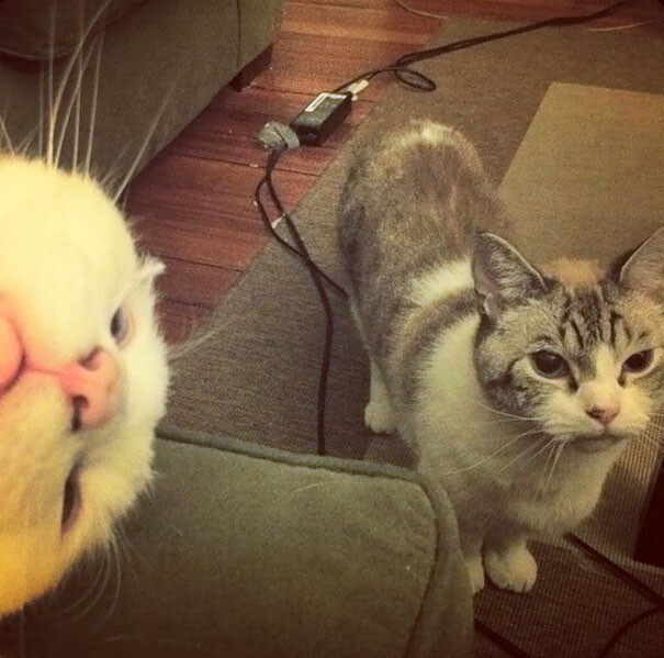Funny Photos With Animals (17 pics)
