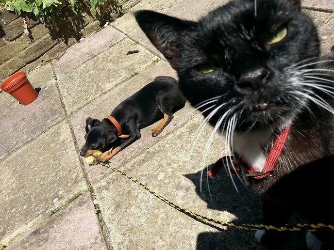 Funny Photos With Animals (17 pics)