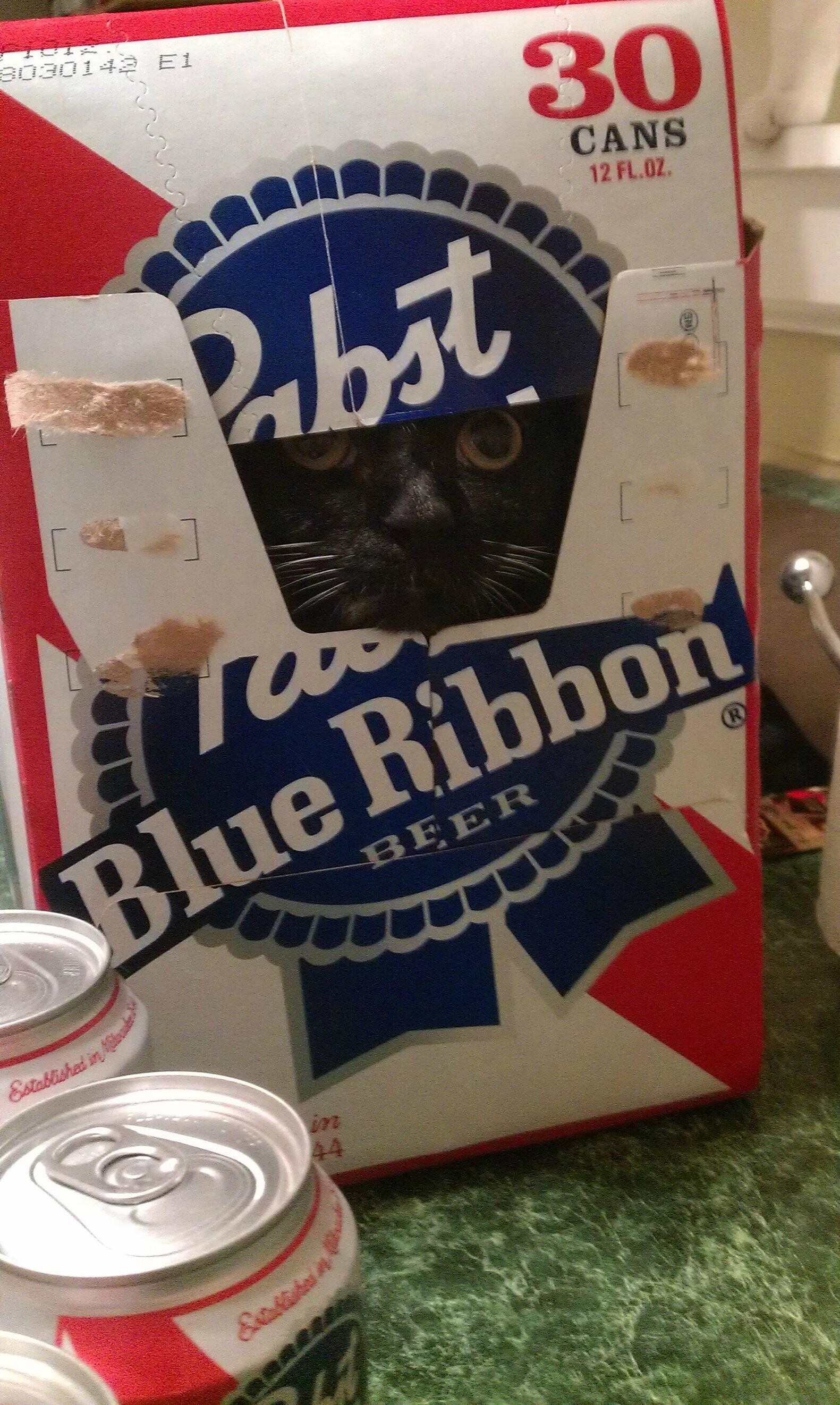Find The Cat (18 pics)