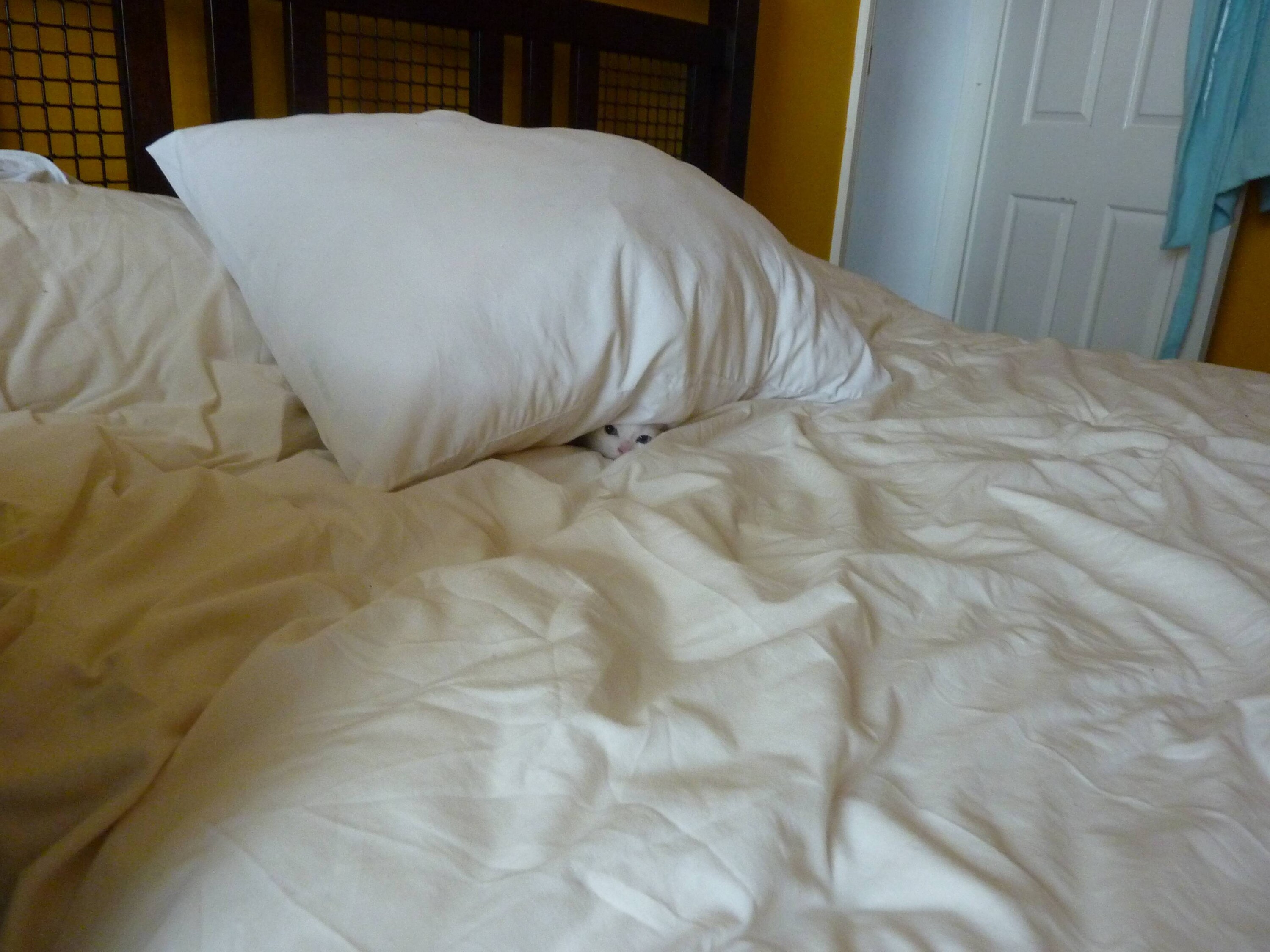 Find The Cat (18 pics)