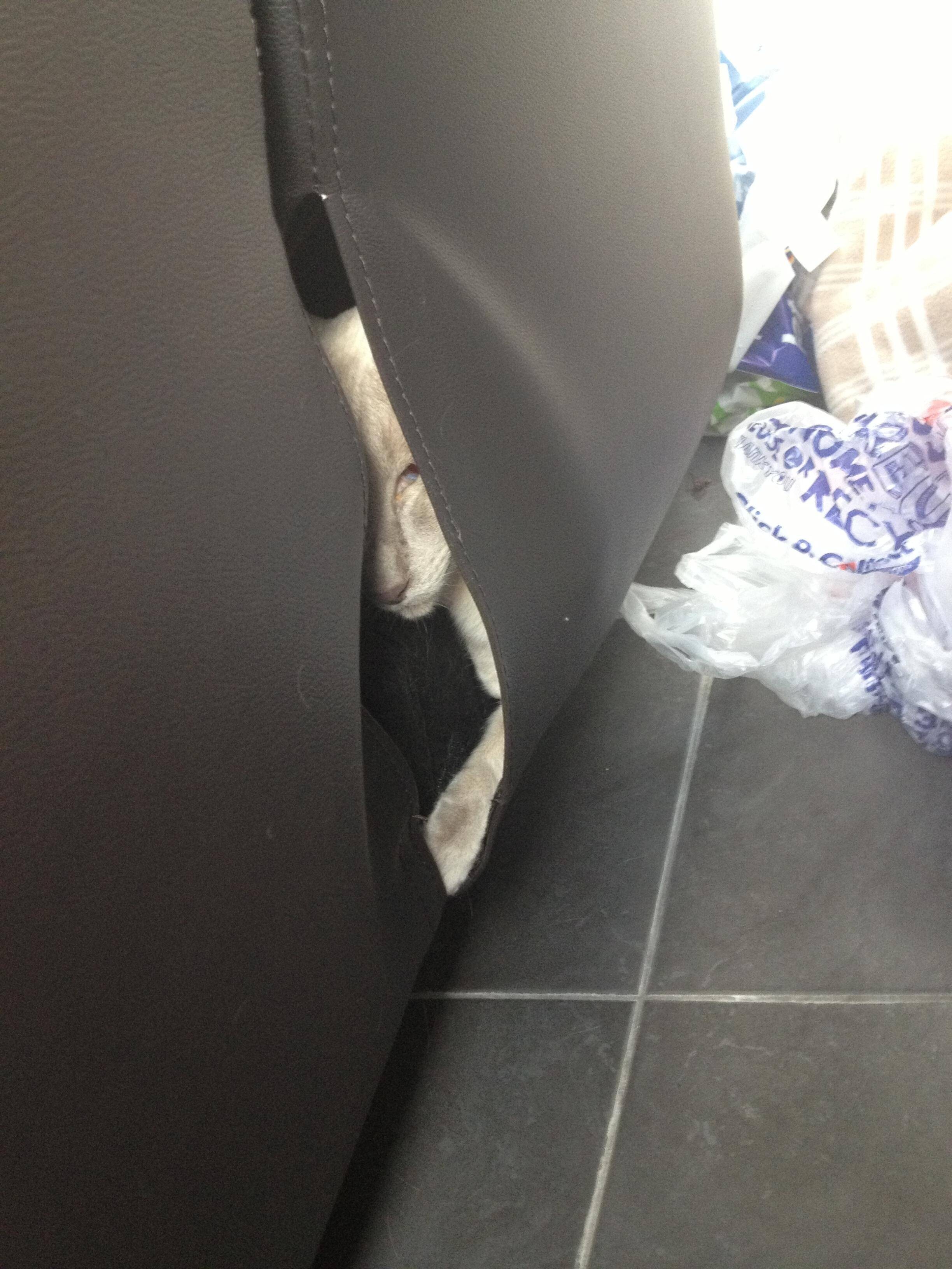 Find The Cat (18 pics)