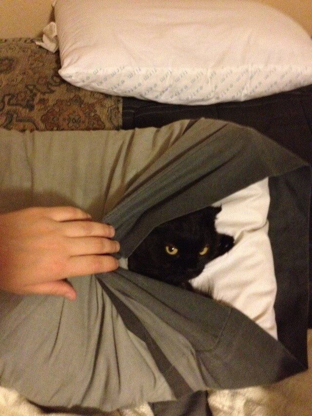 Find The Cat (18 pics)