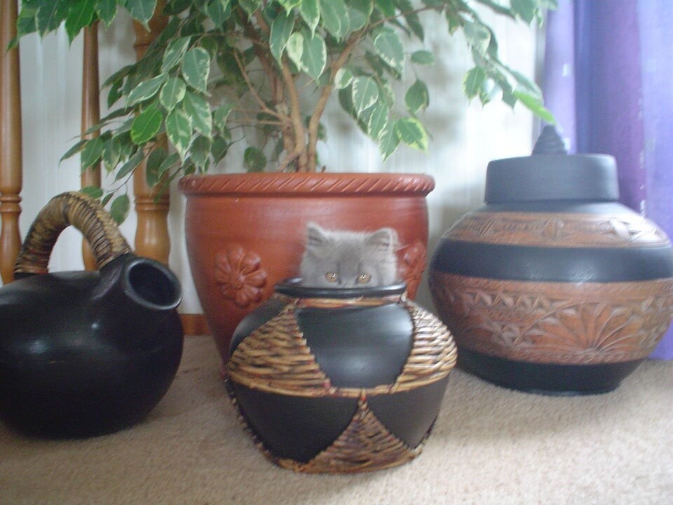 Find The Cat (18 pics)