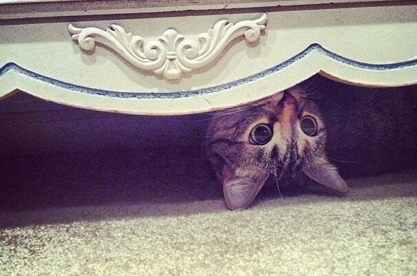 Find The Cat (18 pics)