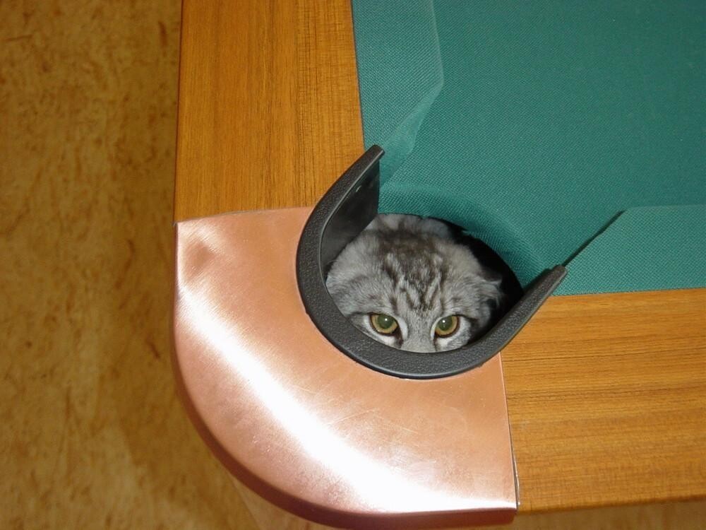 Find The Cat (18 pics)